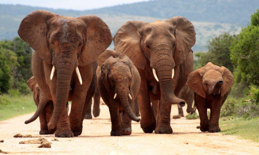 Addo National Park Elephants