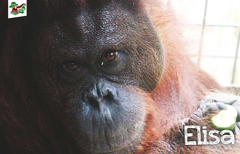 Orangutan release into wild