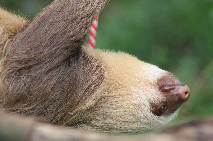 The 7 most interesting sloth facts | The Great Projects The 7 most interesting sloth facts | The Great Projects