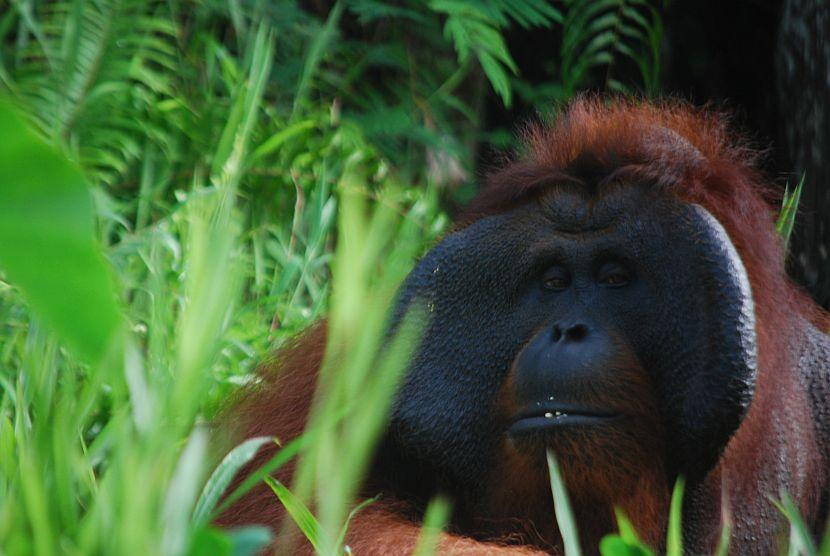 Orangutan at Samboja Lestari in Borneo