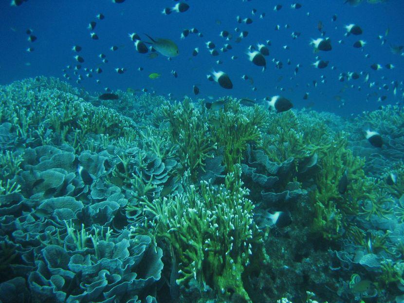 ocean coral 