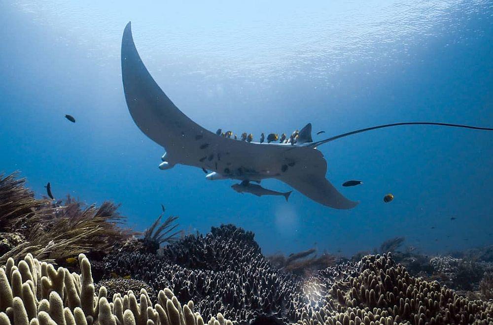 Manta Ray Cleaning Station