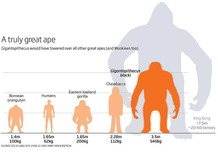 Gigantopithecus Size chart