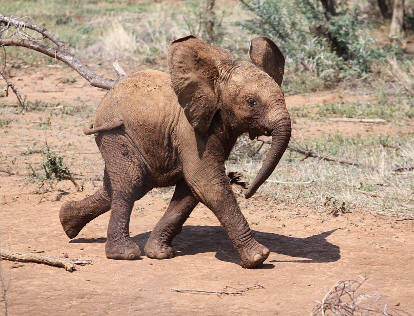 Muddy Baby Elephant
