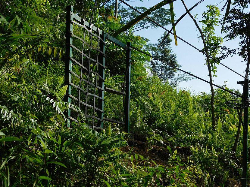 Orangutan climbing platform