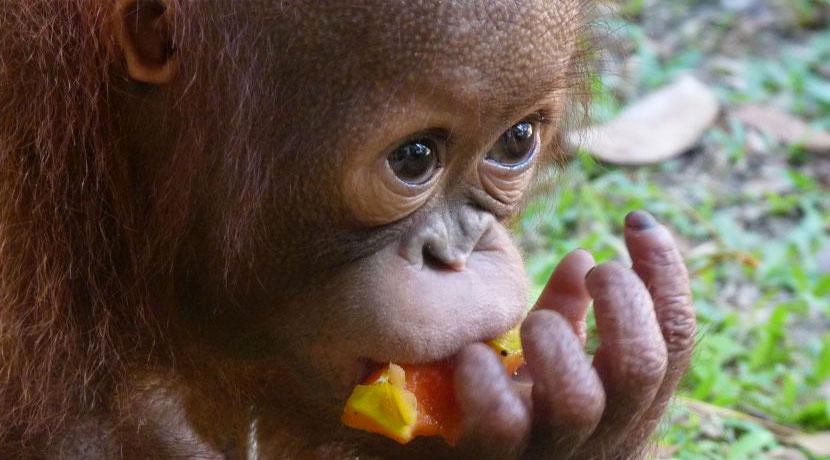 Baby Orangutan Eating At The Great Orangutan Project