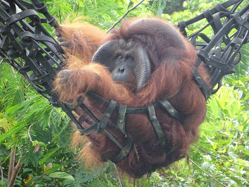 Romeo the orangutan