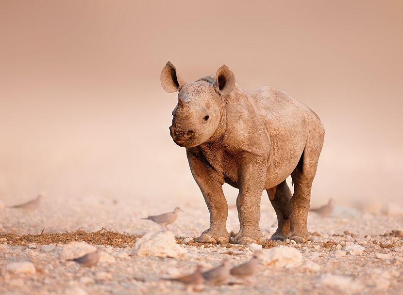 World Rhino Day - Baby Black Rhino
