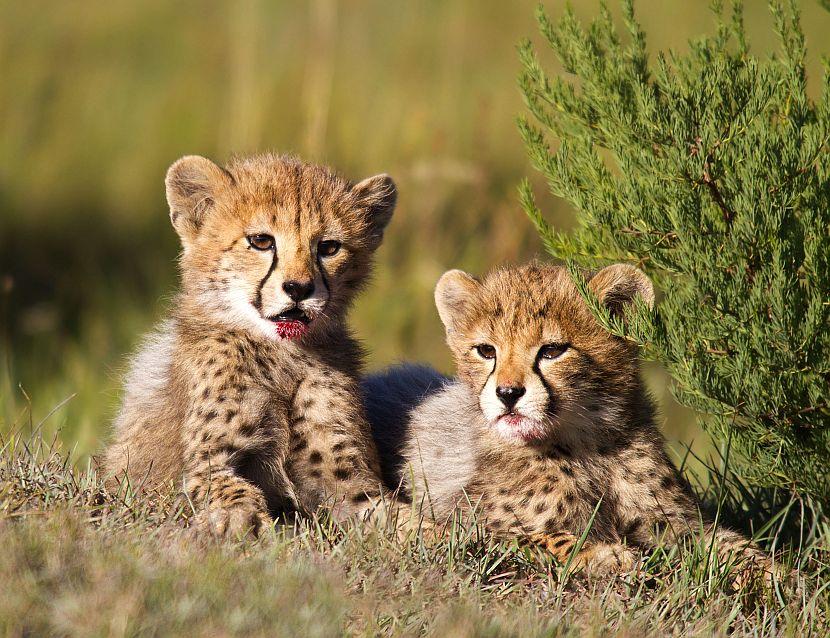 Baby Animals can be seen in Africa | The Great Projects Baby Animals can be seen in Africa | The Great Projects