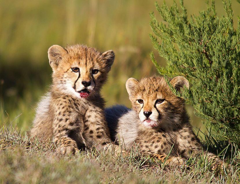 Baby Animals can be seen in Africa