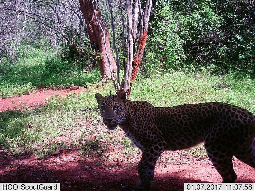 Leopard camera trap