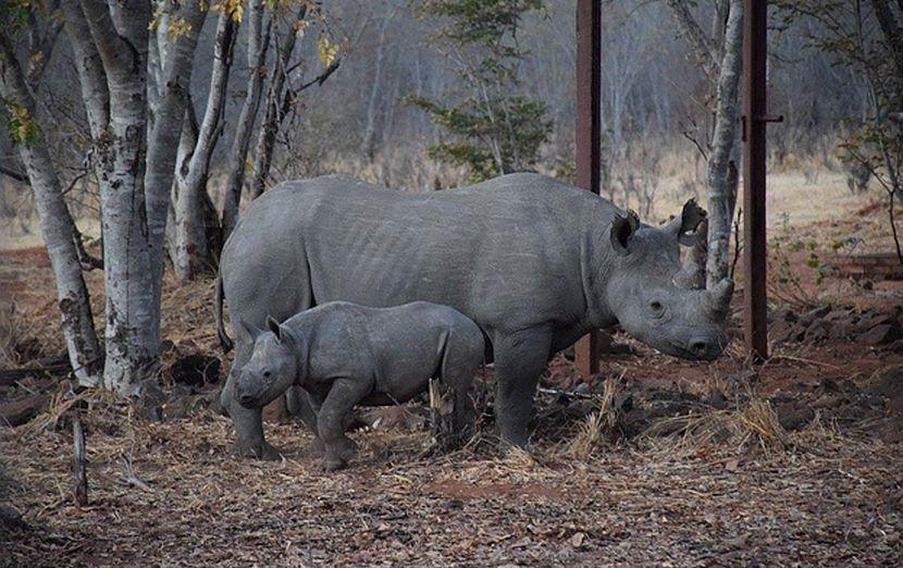 Rhino and baby