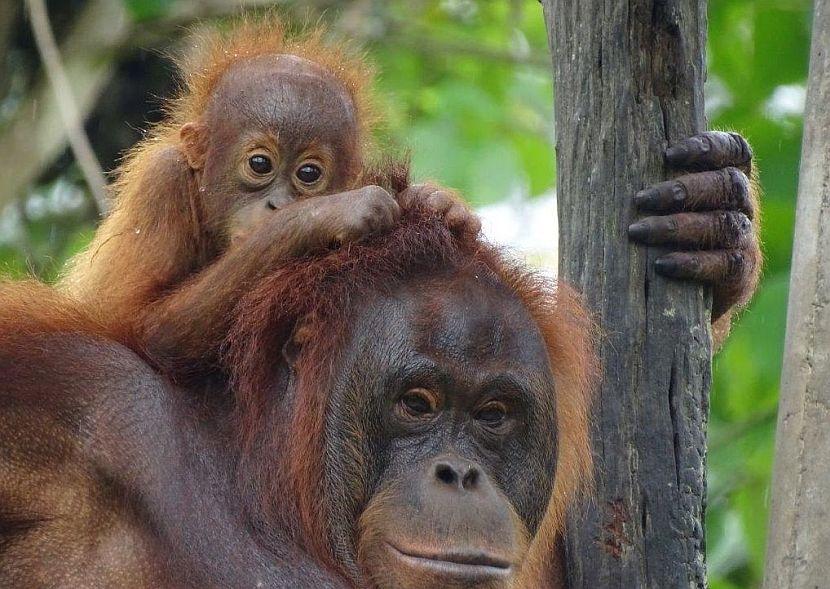 Orangutan and baby at Samboja Lestari