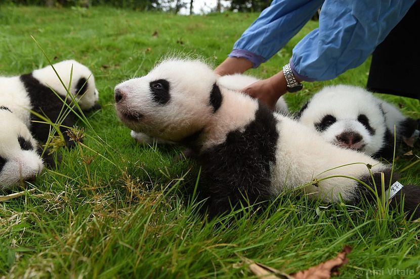 Panda cub stretching