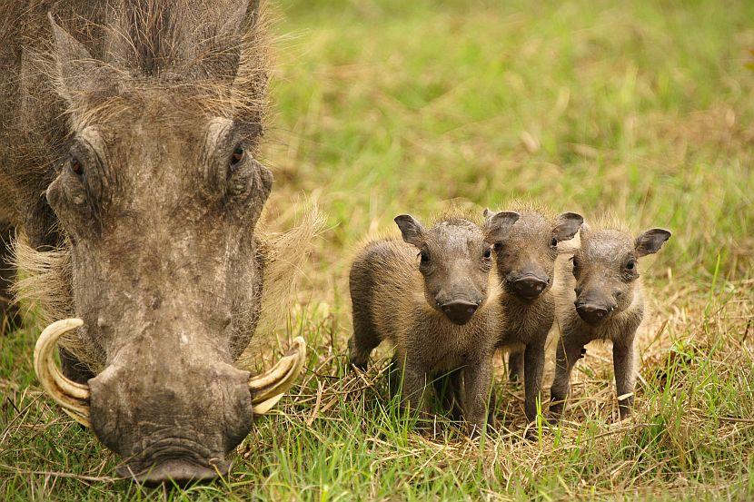 Baby Warthogs