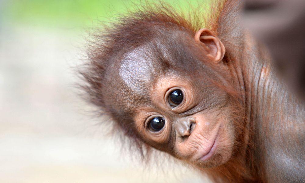Baby Onyer at Nyaru Menteng Orangutan Sanctuary