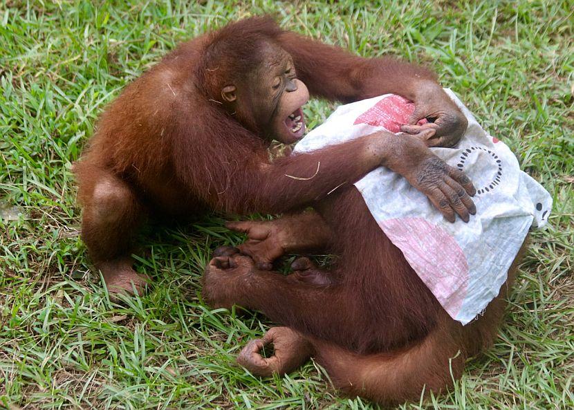 Bunyau and Doc the orangutans playing