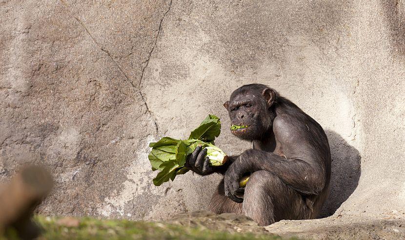Chimp eating