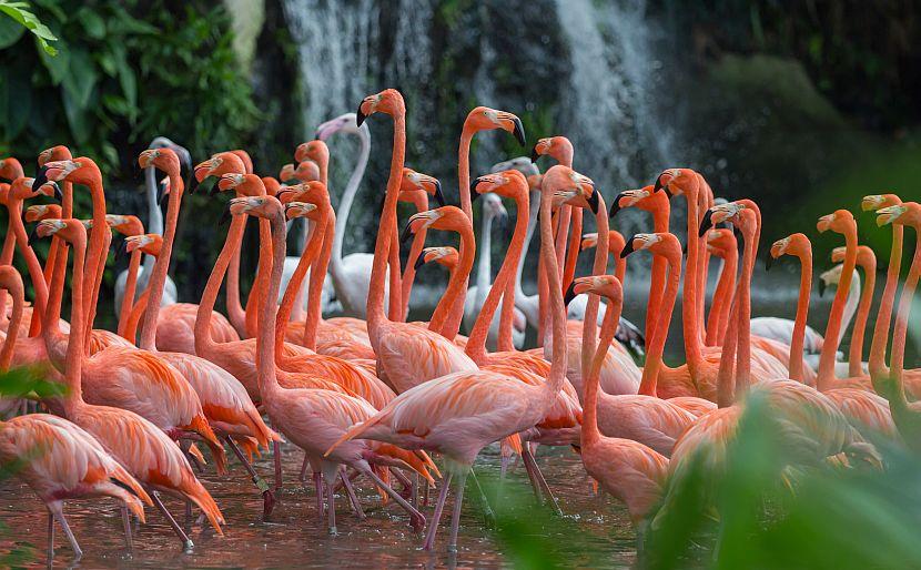 Flamingo flamboyance