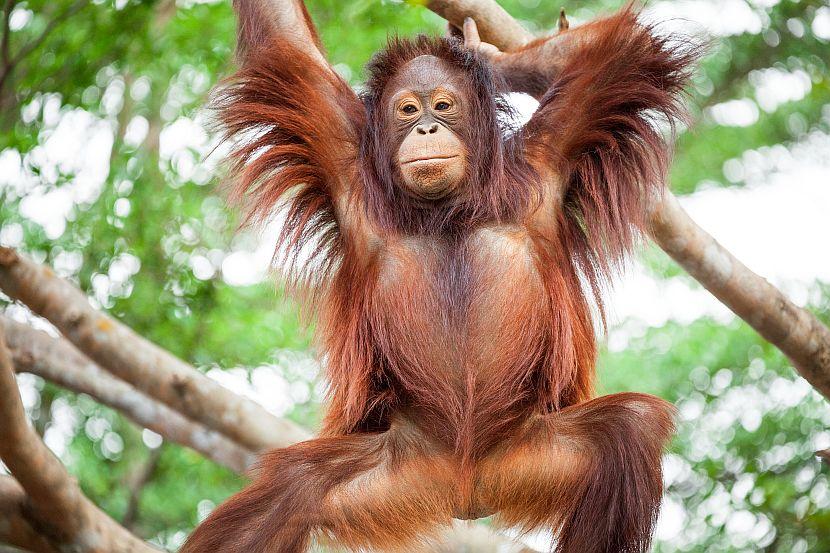 Posing orangutan