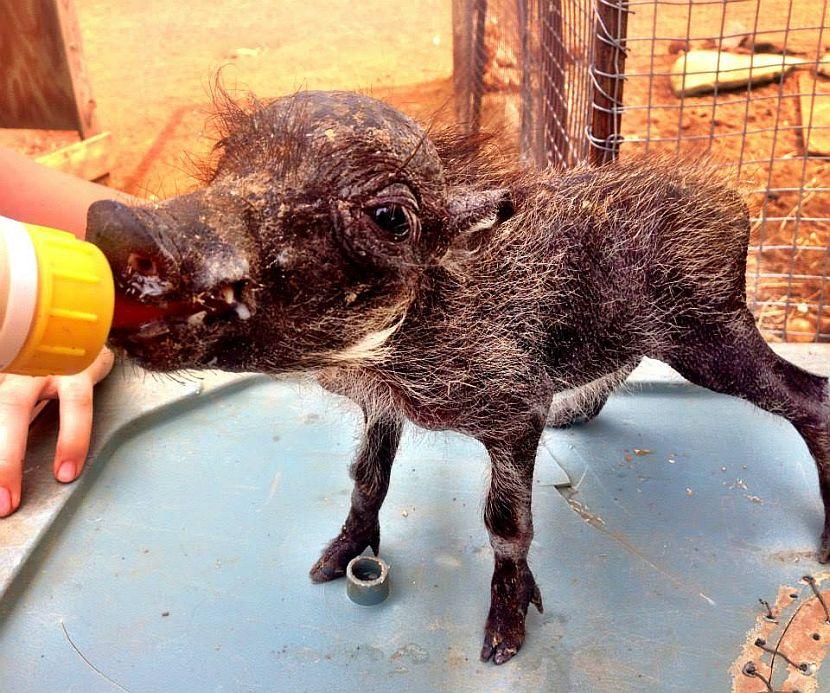 Feeding a baby warthog 