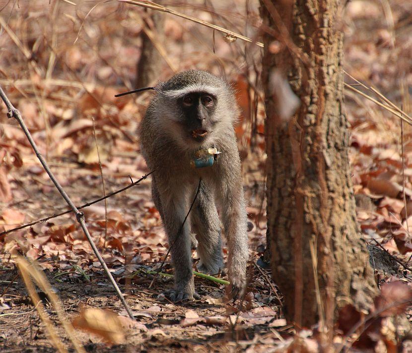 Malawi Vervet Monkey