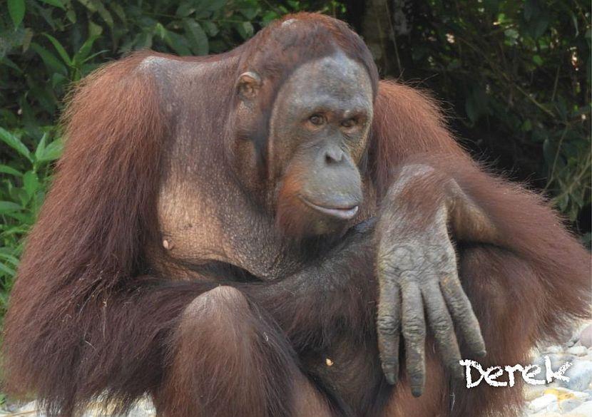 Samboja Lestari releases orangutans