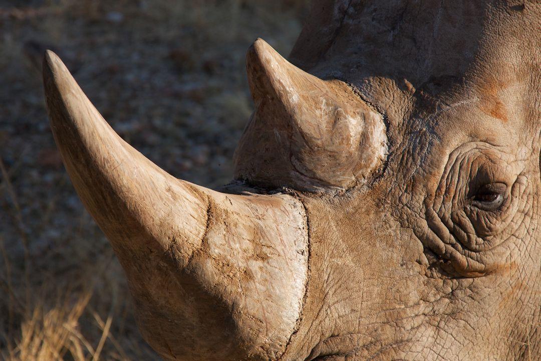Rhino Horn - The Great Projects