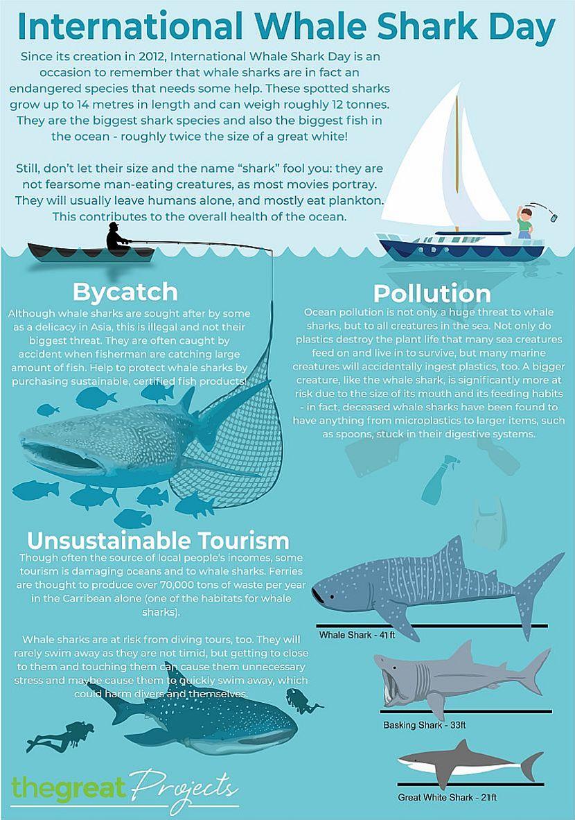 Whale Shark Day Infographic