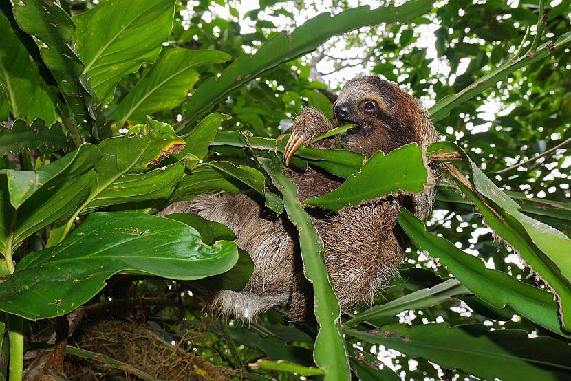 Sloth Eating
