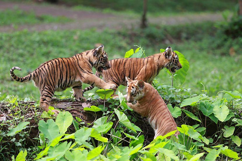 Young tiger cubs