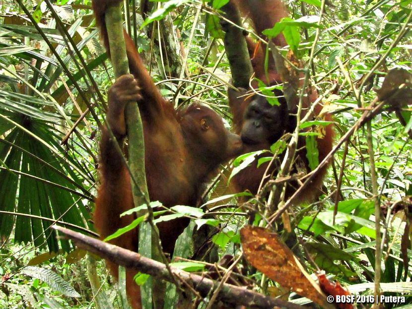 Orangutan interaction