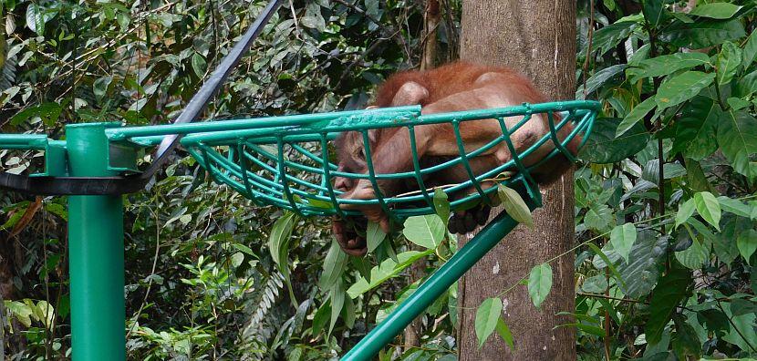 Baby orangutan resting 