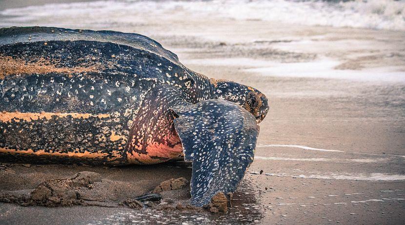 Leatherback Turtle On a Beach
