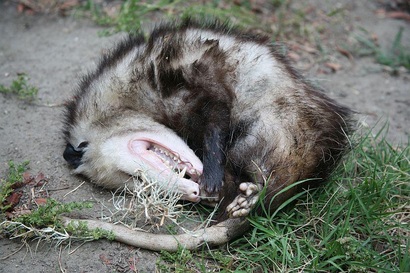 Opossum playing dead