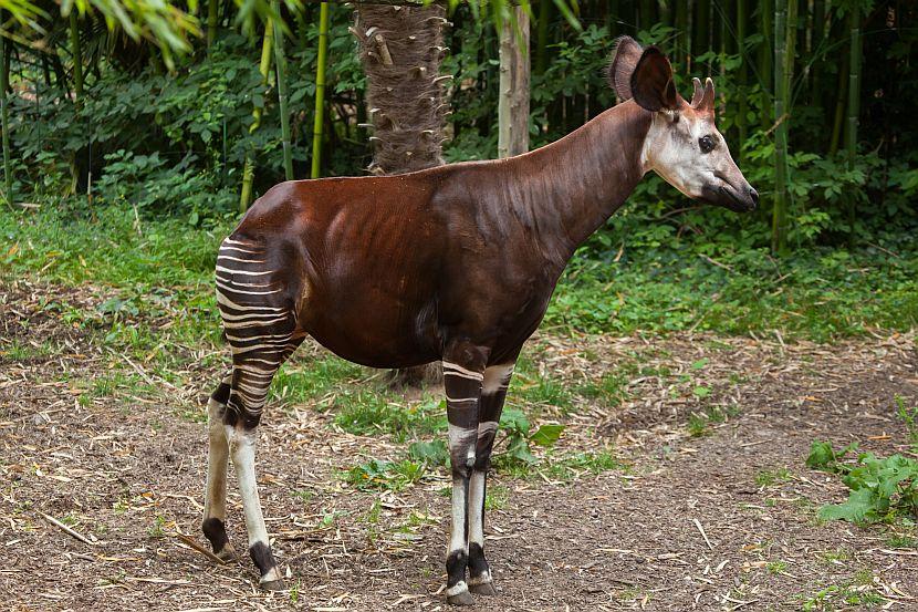 The Okapi