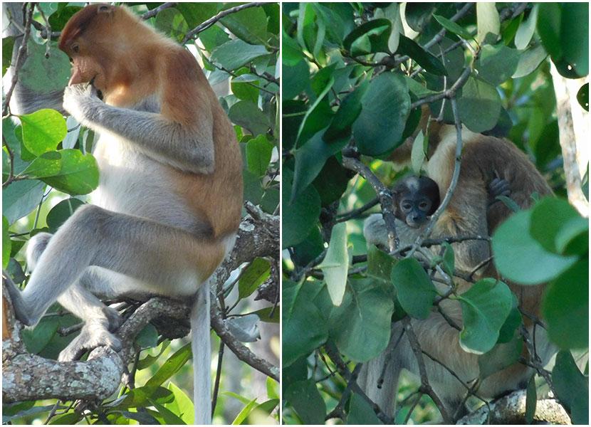 baby proboscis monkeys in borneo 