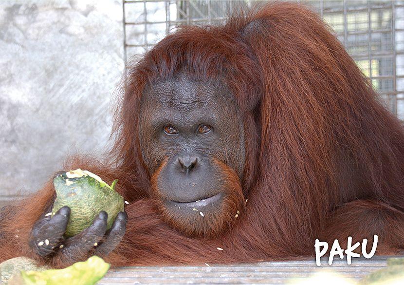 Paku the orangutan