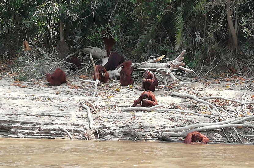 Orangutan Islands
