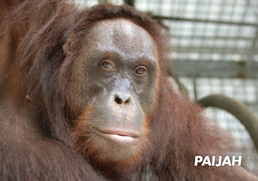 Releasing orangutan into the wild