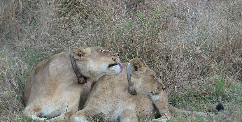 Female Lions