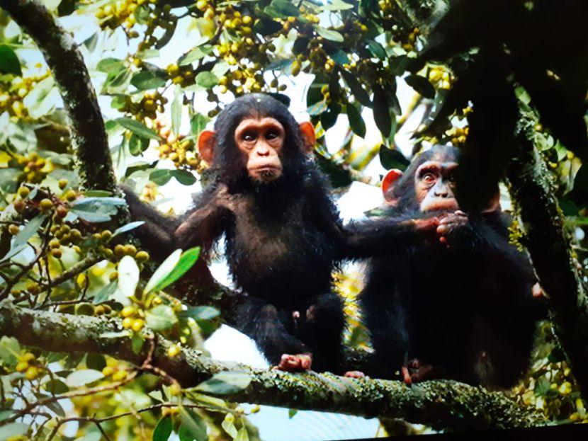 Chimps on The Great Gorilla Project