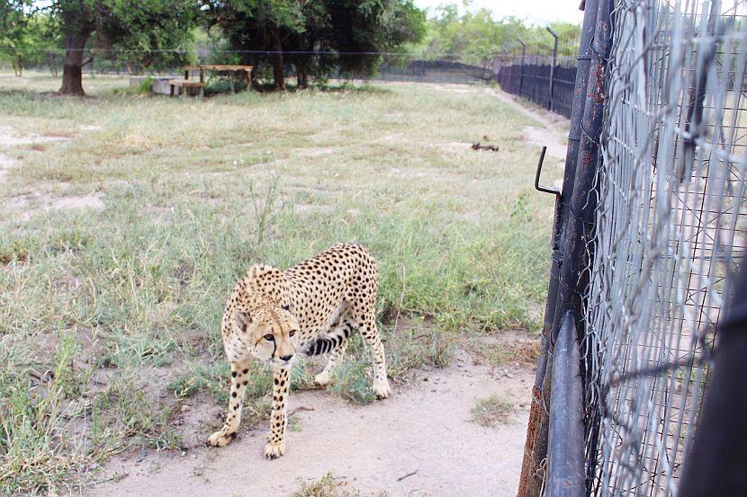 South Africa Cheetah