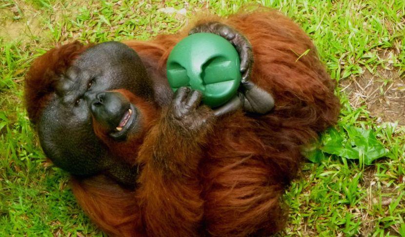 Aman at The Great Orangutan Project