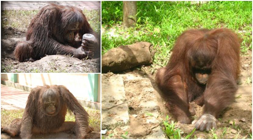 Orangutan Enrichment At The Great Orangutan Project