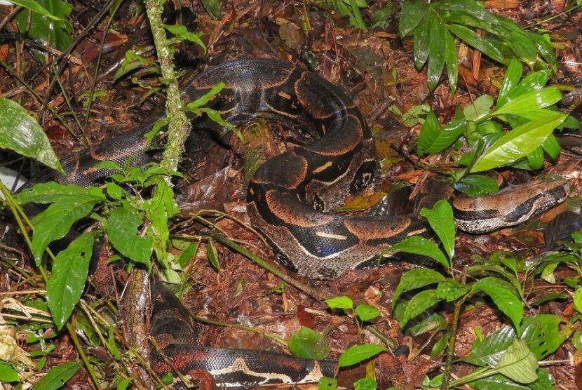 snakes in the amazon