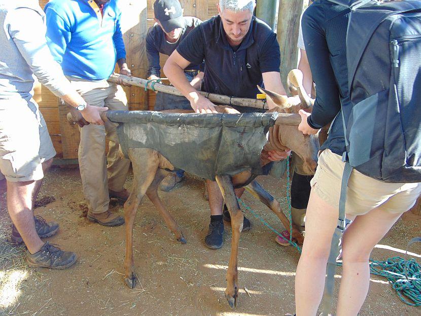 Veterinary Work In Namibia