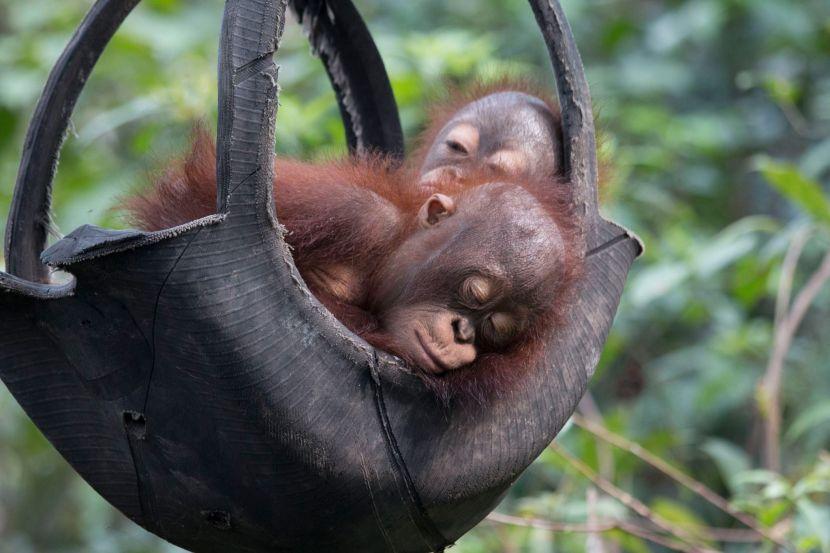 cute baby orangutans