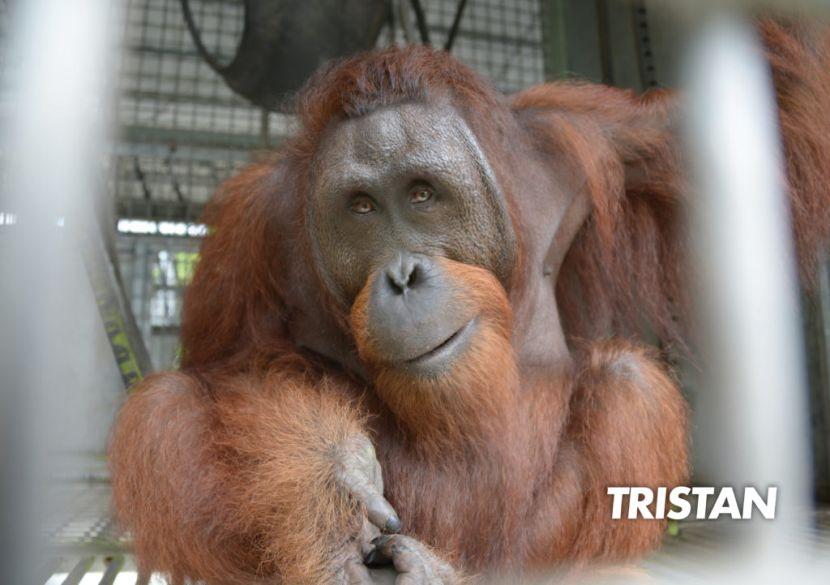 Borneo Orangutan Release Programme