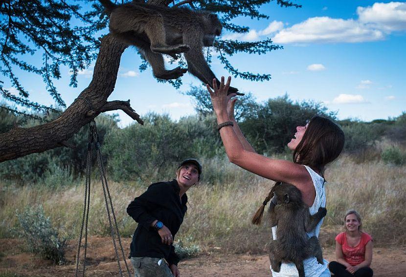 Volunteer with animals in Namibia
